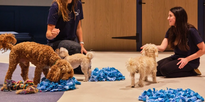 Dogs playing