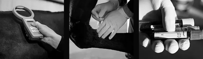 Vet in action