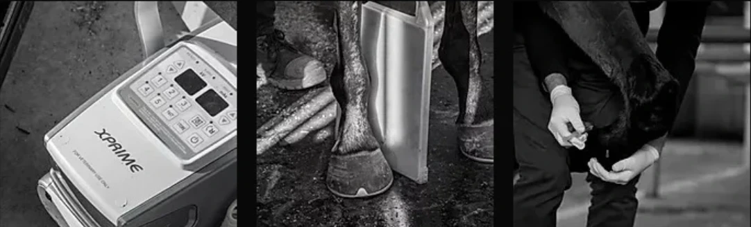 Horse hoof